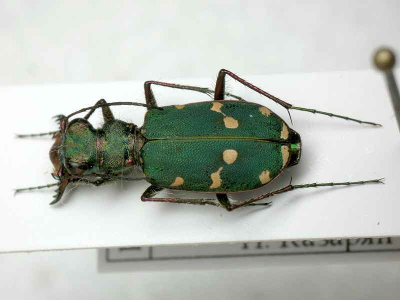 Cicindelinae